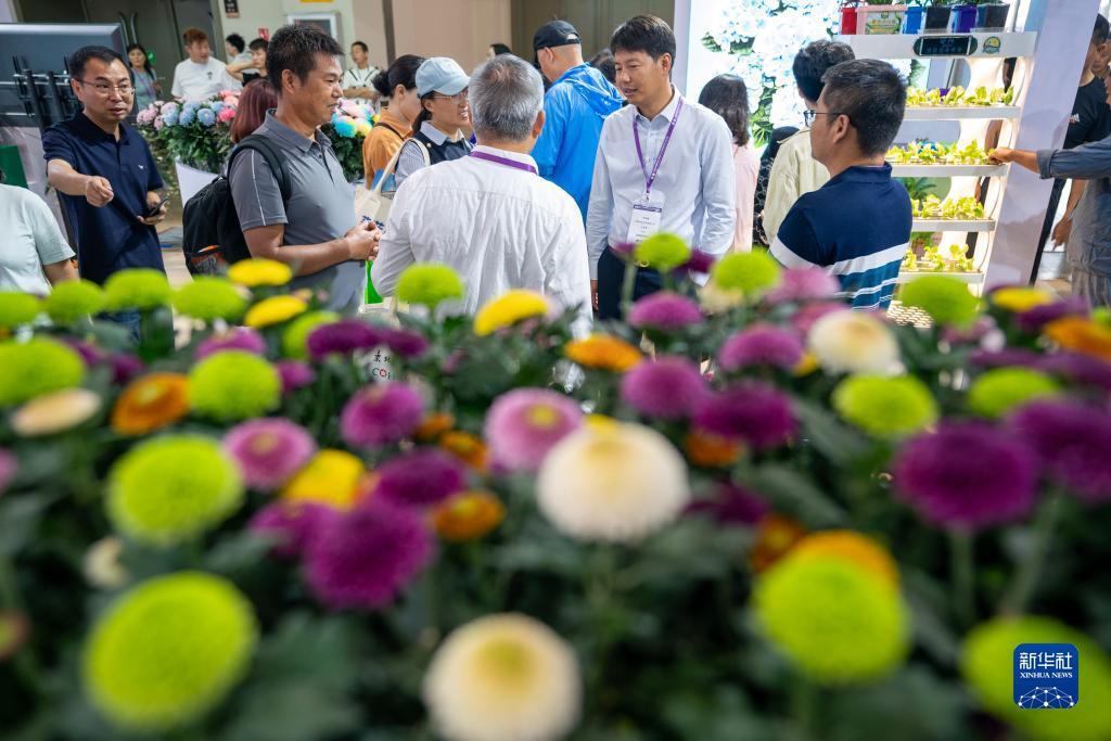 打真的棋牌
